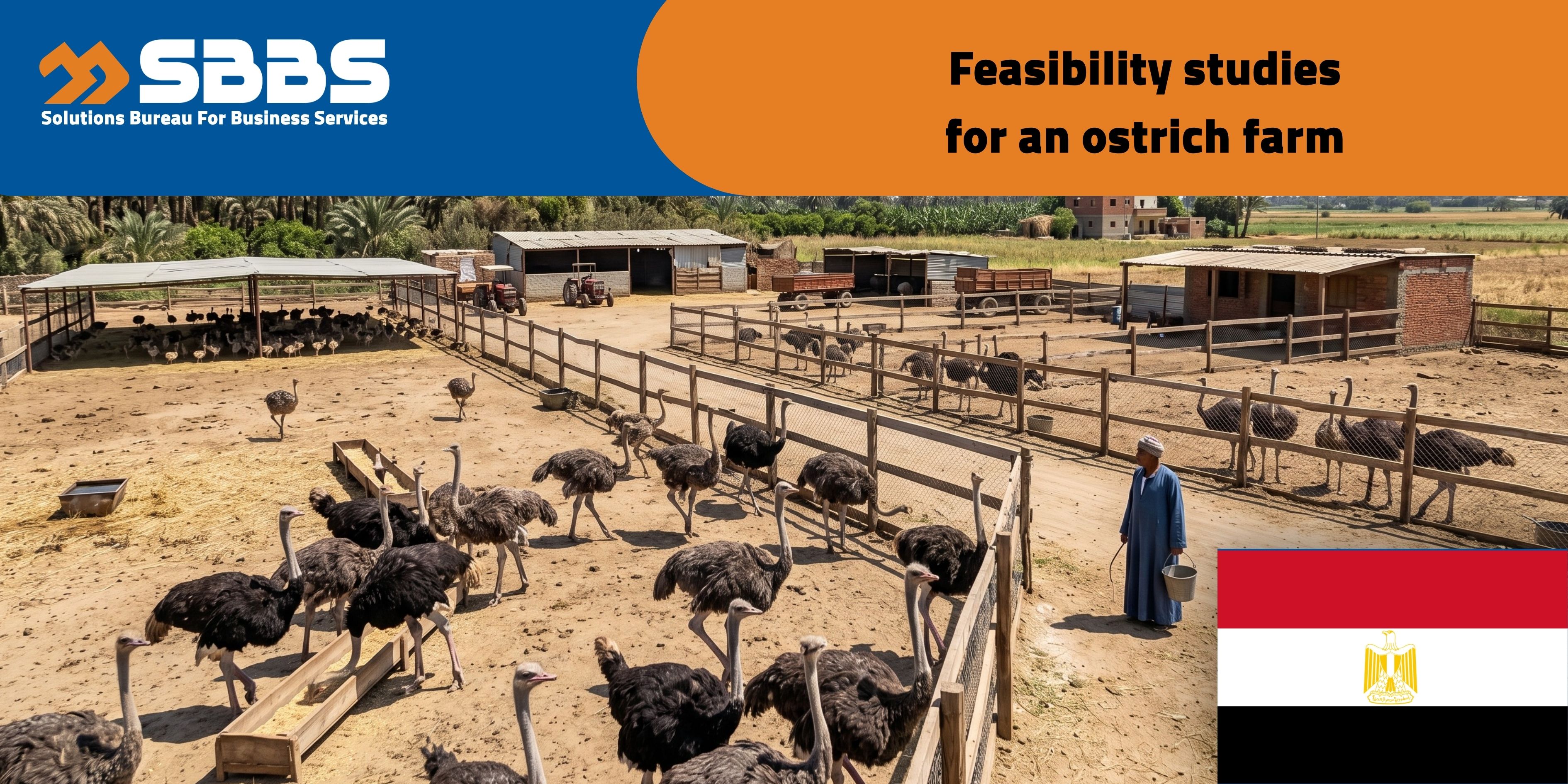Commercial Ostrich Farming Facility (Egypt 🇪🇬)